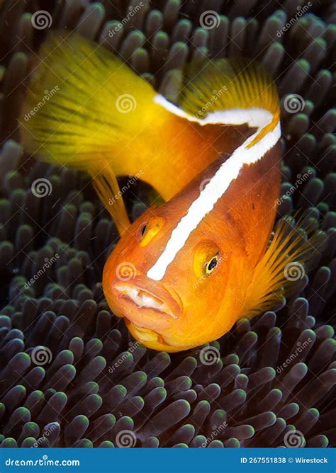 skunk fish|Skunk Fish.
